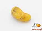 Broszka z Bursztynem Bryła naturalna bursztyn żółty 16702