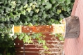 DSC_1293.JPG